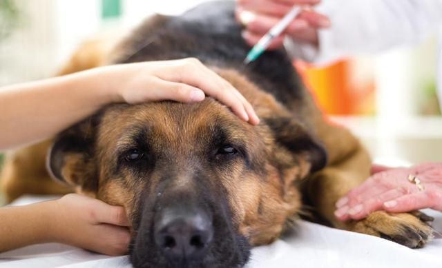 搜救犬排队打疫苗，看到医生那一刻，狗子们的反应太搞笑了