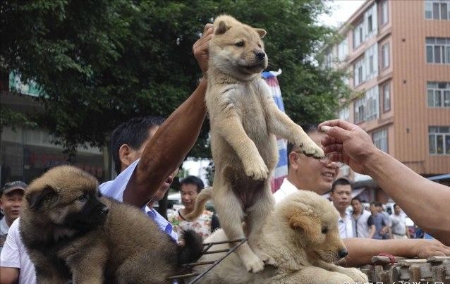 老祖宗说：有这几种特征的狗，尽量别养