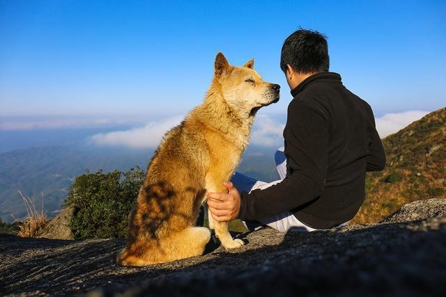 最忠诚狗狗排行榜榜一不愧是它你家狗狗排行第几