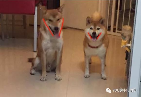 500元买柴犬？纯种柴犬到底多少钱一只？